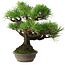 Pinus thunbergii, 32 cm, ± 30 años, con un nebari de 10 cm