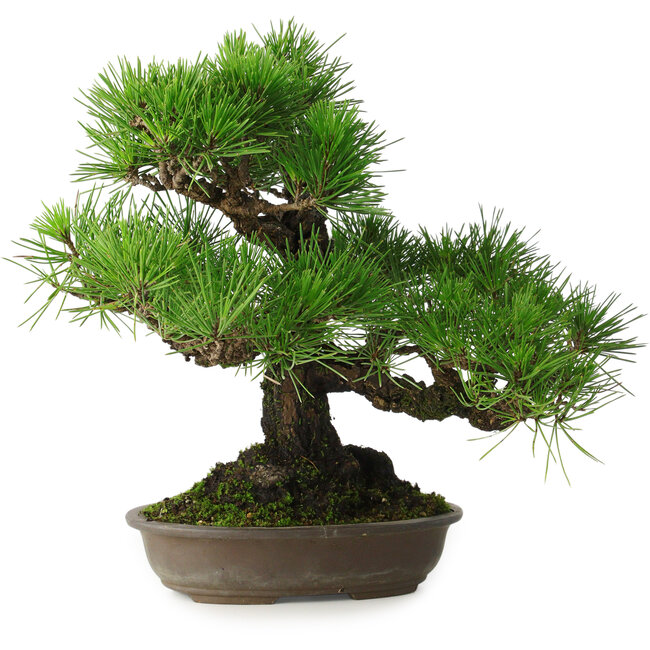 Pinus thunbergii, 32 cm, ± 30 jaar oud, met een nebari van 10 cm