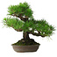Pinus thunbergii, 32 cm, ± 30 jaar oud, met een nebari van 10 cm