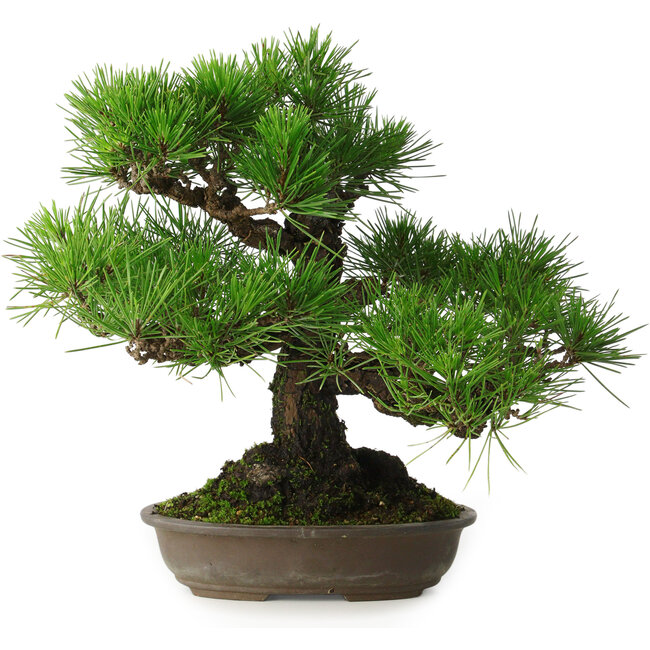 Pinus thunbergii, 32 cm, ± 30 anni, con un nebari di 10 cm