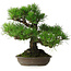 Pinus thunbergii, 32 cm, ± 30 years old, with a nebari of 10 cm