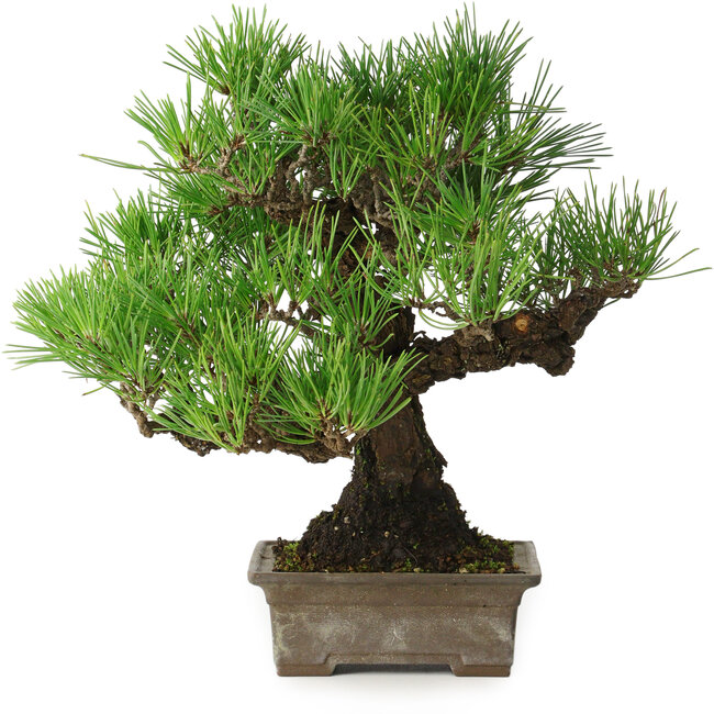 Pinus thunbergii, 27 cm, ± 30 Jahre alt, mit einem Nebari von 8 cm