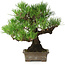 Pinus thunbergii, 27 cm, ± 30 years old, with a nebari of 8 cm