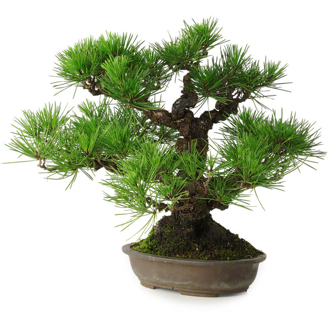 Pinus thunbergii, 32 cm, ± 30 anni, con un nebari di 10 cm