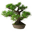 Pinus thunbergii, 32 cm, ± 30 anni, con un nebari di 10 cm