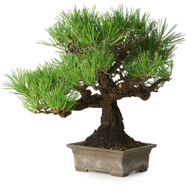 Pinus thunbergii, 27 cm, ± 30 jaar oud, met een nebari van 8 cm