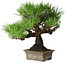 Pinus thunbergii, 27 cm, ± 30 years old, with a nebari of 8 cm