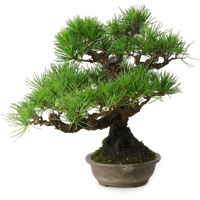 Pinus thunbergii, 32 cm, ± 30 ans, avec un nebari de 10 cm