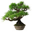 Pinus thunbergii, 32 cm, ± 30 Jahre alt, mit einem Nebari von 10 cm