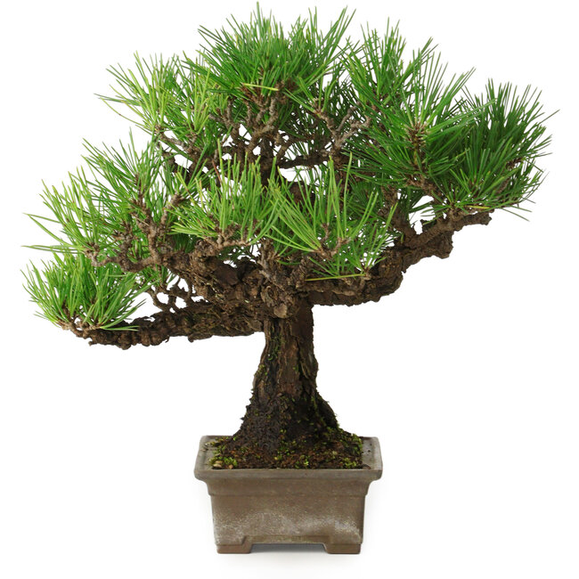 Pinus thunbergii, 27 cm, ± 30 ans, avec un nebari de 8 cm