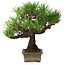 Pinus thunbergii, 27 cm, ± 30 years old, with a nebari of 8 cm