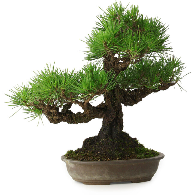 Pinus thunbergii, 32 cm, ± 30 ans, avec un nebari de 10 cm