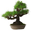 Pinus thunbergii, 32 cm, ± 30 years old, with a nebari of 10 cm