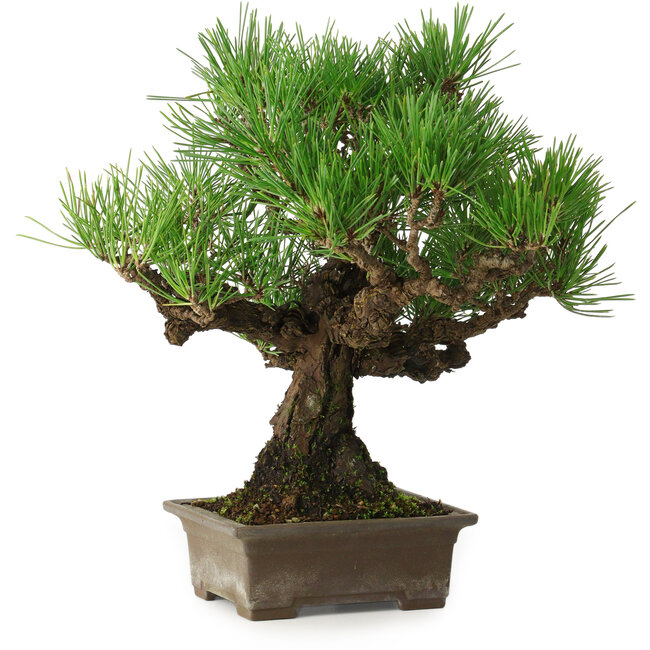 Pinus thunbergii, 27 cm, ± 30 anni, con un nebari di 8 cm