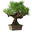 Pinus thunbergii, 27 cm, ± 30 anni, con un nebari di 8 cm