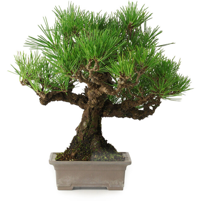Pinus thunbergii, 27 cm, ± 30 ans, avec un nebari de 8 cm