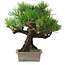 Pinus thunbergii, 27 cm, ± 30 anni, con un nebari di 8 cm