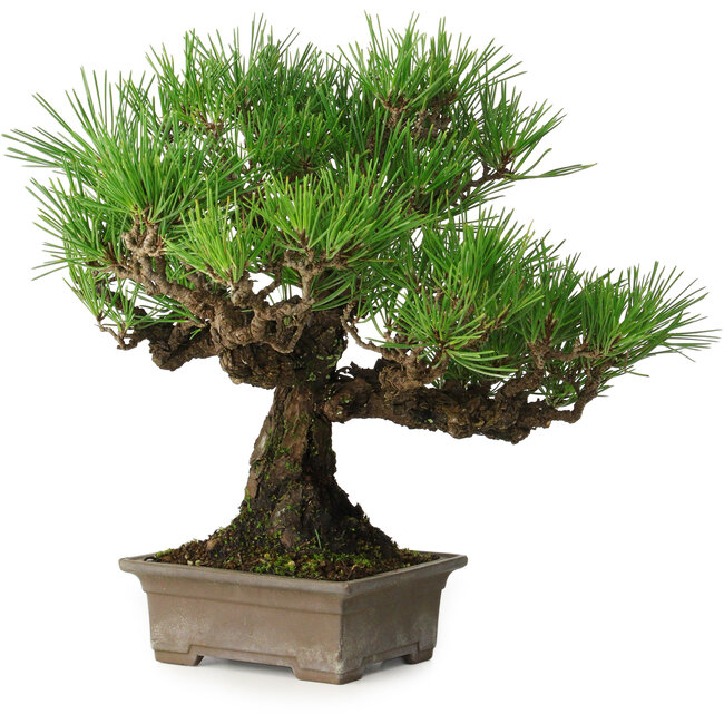 Pinus thunbergii, 27 cm, ± 30 years old, with a nebari of 8 cm