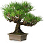 Pinus thunbergii, 27 cm, ± 30 years old, with a nebari of 8 cm
