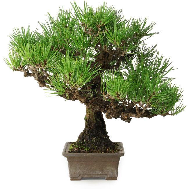 Pinus thunbergii, 27 cm, ± 30 años, con un nebari de 8 cm