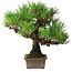 Pinus thunbergii, 27 cm, ± 30 anni, con un nebari di 8 cm