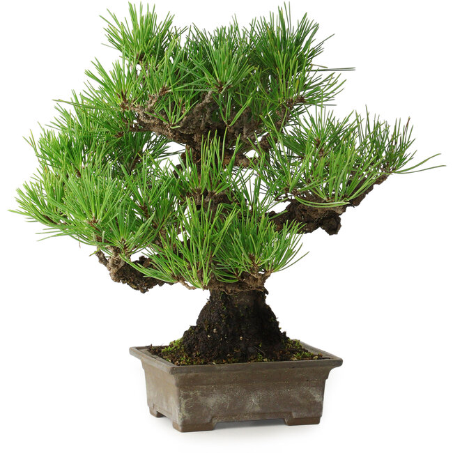 Pinus thunbergii, 27 cm, ± 30 jaar oud, met een nebari van 8 cm