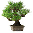 Pinus thunbergii, 27 cm, ± 30 years old, with a nebari of 8 cm