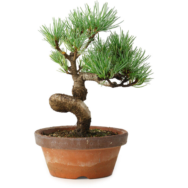 Pinus parviflora, 19 cm, ± 9 Jahre alt
