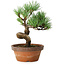 Pinus parviflora, 19 cm, ± 9 years old