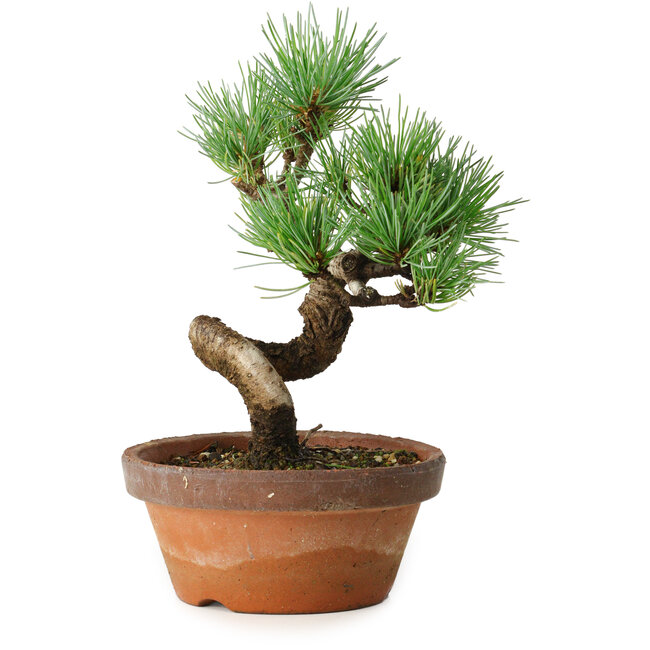 Pinus parviflora, 19 cm, ± 9 años