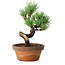 Pinus parviflora, 19 cm, ± 9 years old