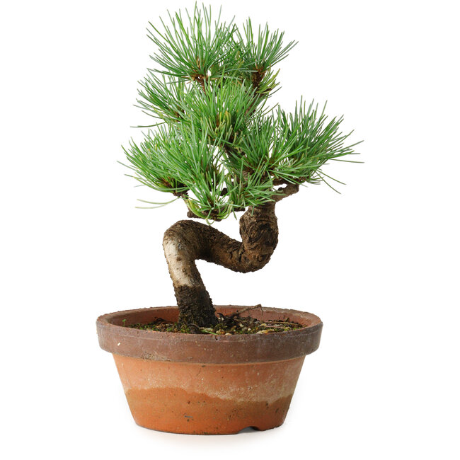 Pinus parviflora, 19 cm, ± 9 ans
