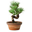 Pinus parviflora, 19 cm, ± 9 years old