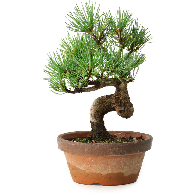 Pinus parviflora, 19 cm, ± 9 años