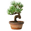 Pinus parviflora, 19 cm, ± 9 years old