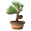 Pinus parviflora, 19 cm, ± 9 jaar oud