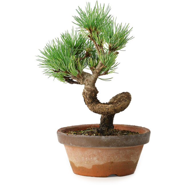 Pinus parviflora, 19 cm, ± 9 years old