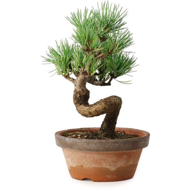 Pinus parviflora, 19 cm, ± 9 Jahre alt