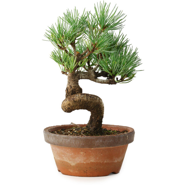 Pinus parviflora, 19 cm, ± 9 ans