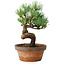 Pinus parviflora, 19 cm, ± 9 jaar oud