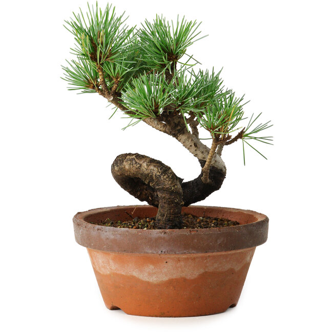 Pinus parviflora, 19 cm, ± 9 anni