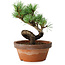 Pinus parviflora, 19 cm, ± 9 years old