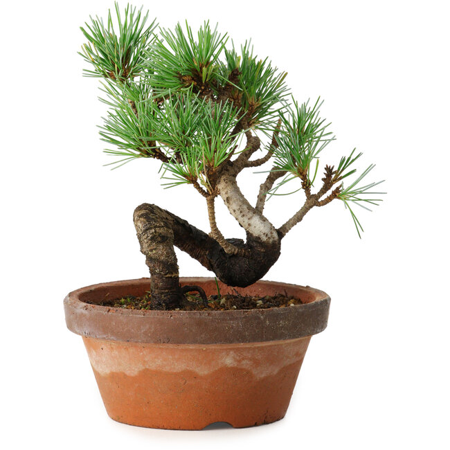 Pinus parviflora, 19 cm, ± 9 jaar oud