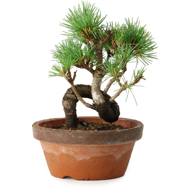 Pinus parviflora, 19 cm, ± 9 anni