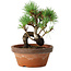 Pinus parviflora, 19 cm, ± 9 years old