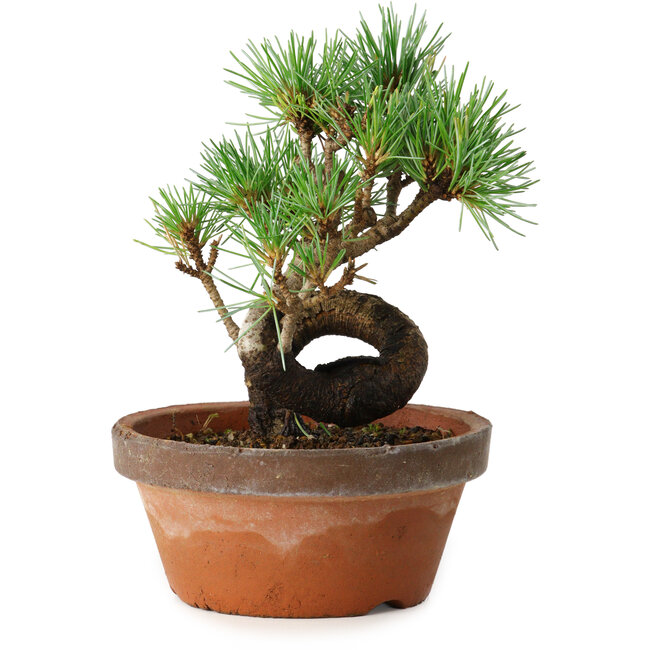 Pinus parviflora, 19 cm, ± 9 years old