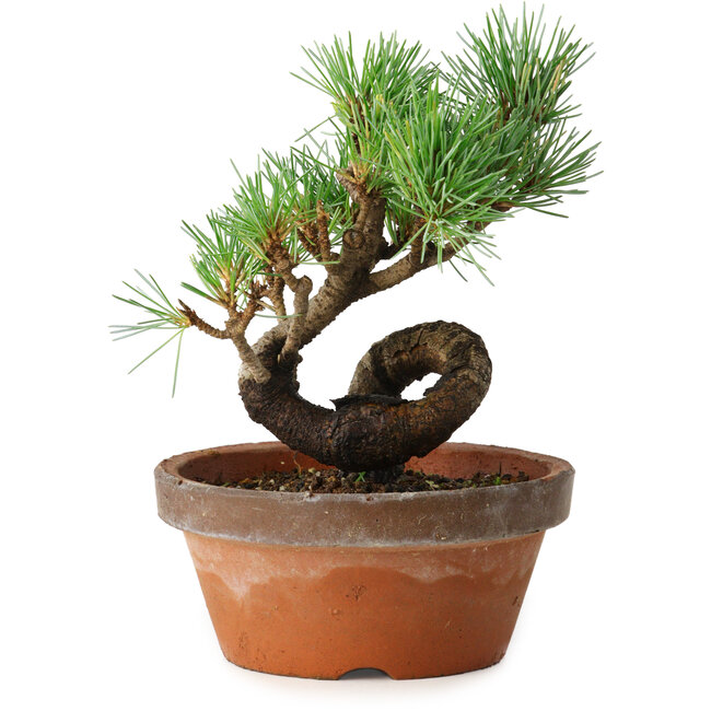 Pinus parviflora, 19 cm, ± 9 Jahre alt