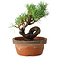 Pinus parviflora, 19 cm, ± 9 years old