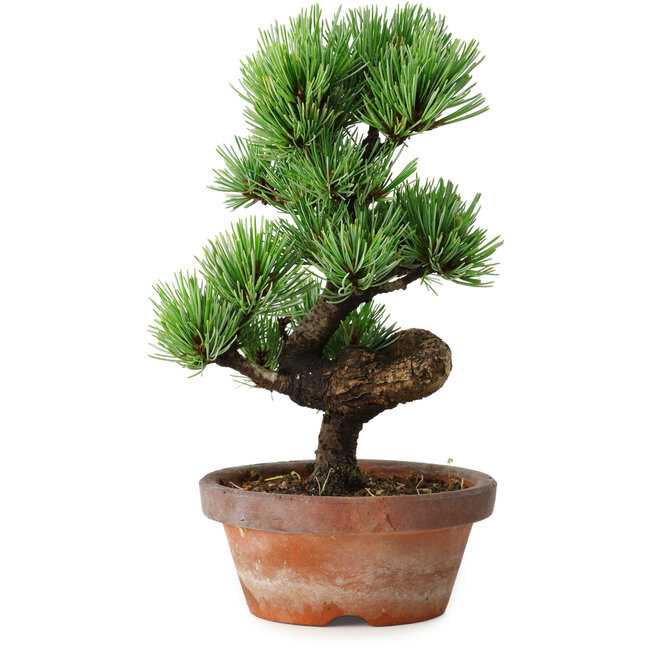 Pinus parviflora, 19 cm, ± 9 anni