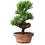 Pinus parviflora, 19 cm, ± 9 years old